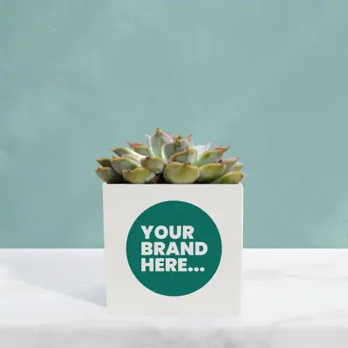 Succulent in White Aluminium Pot Printed